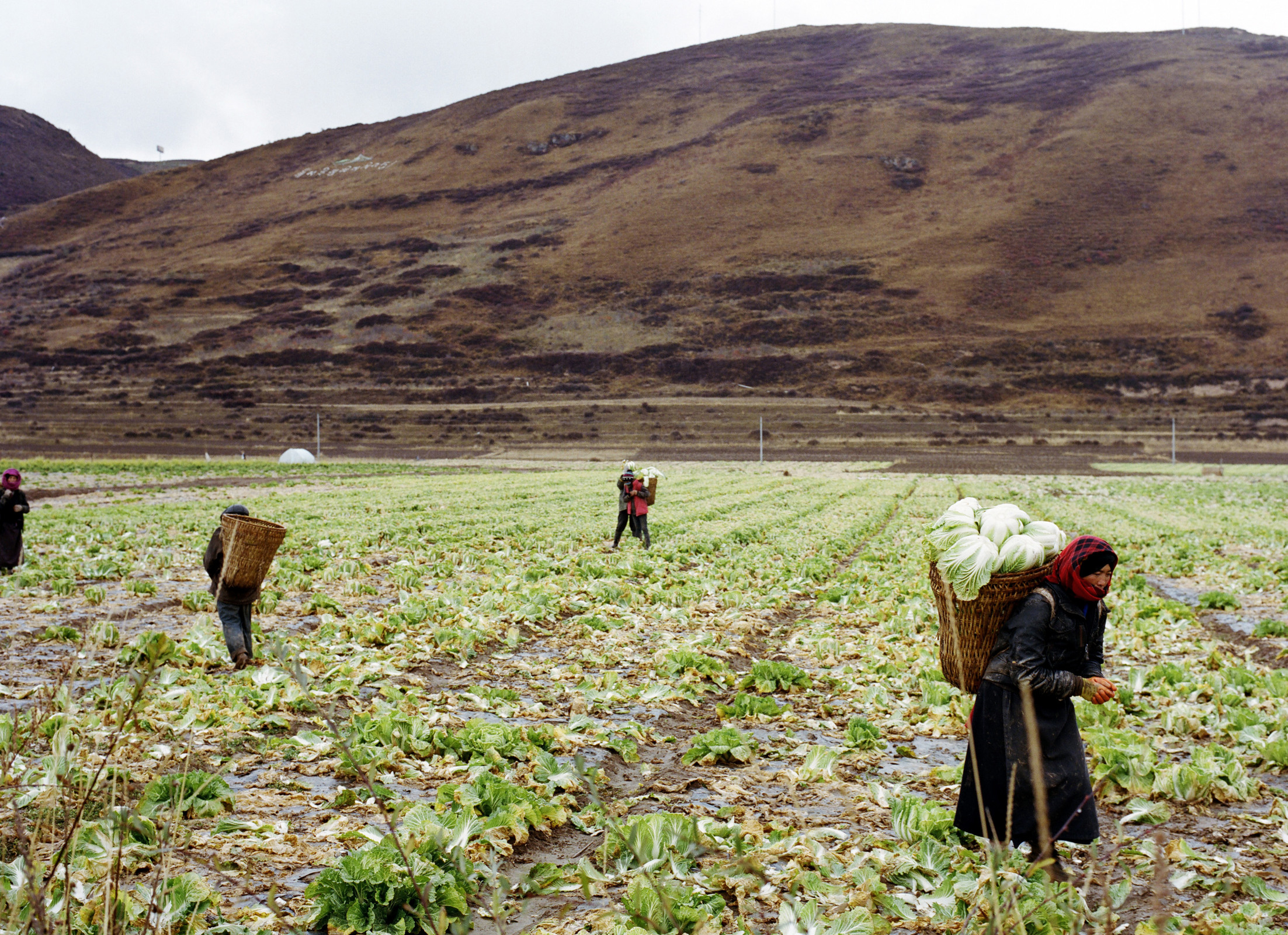 Sichuan — © 2011 Estelle Hanania
