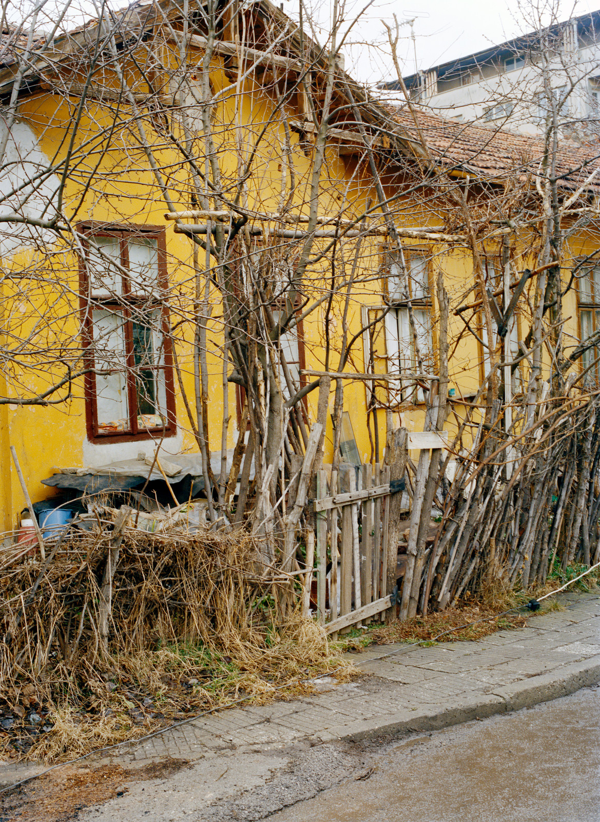 Parking Lot Hydra — © 2009 Estelle Hanania