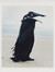 Imaginary Ornithology - Duo — © 2025, Estelle Hanania